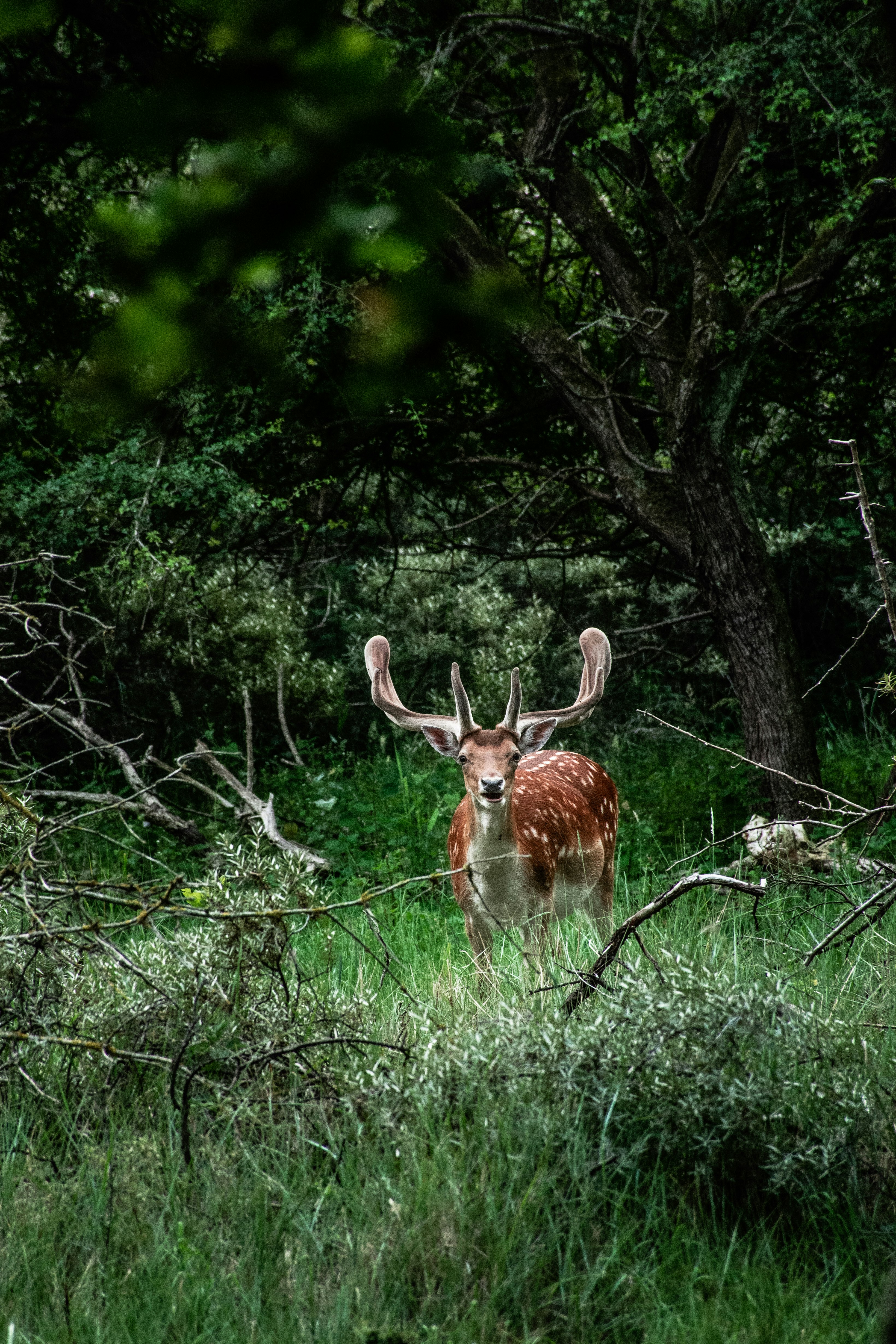 brown deer on green grass field during daytime